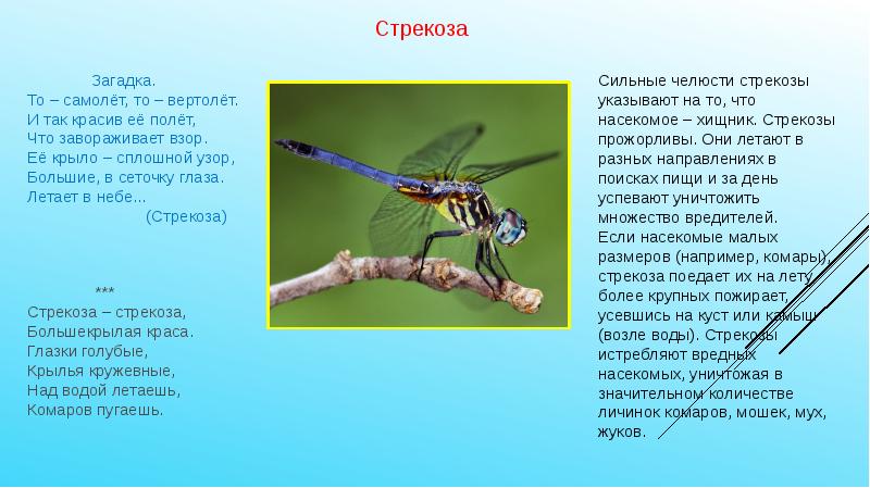 Насекомые вредные и полезные презентация для детей