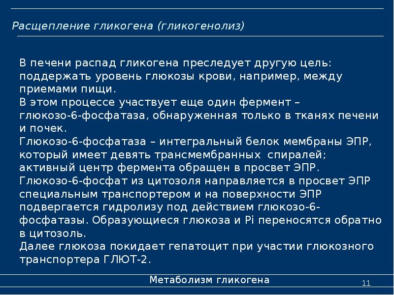 Расщепление гликогена (гликогенолиз)