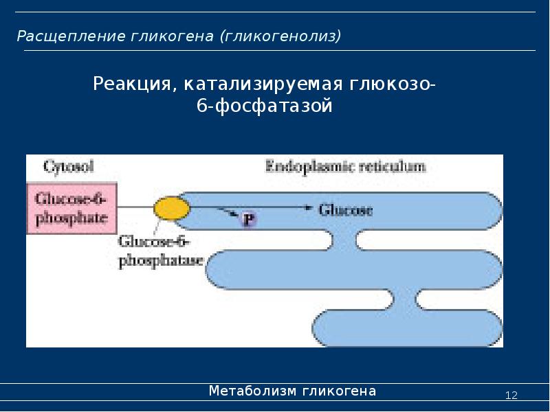 Расщепление гликогена (гликогенолиз)