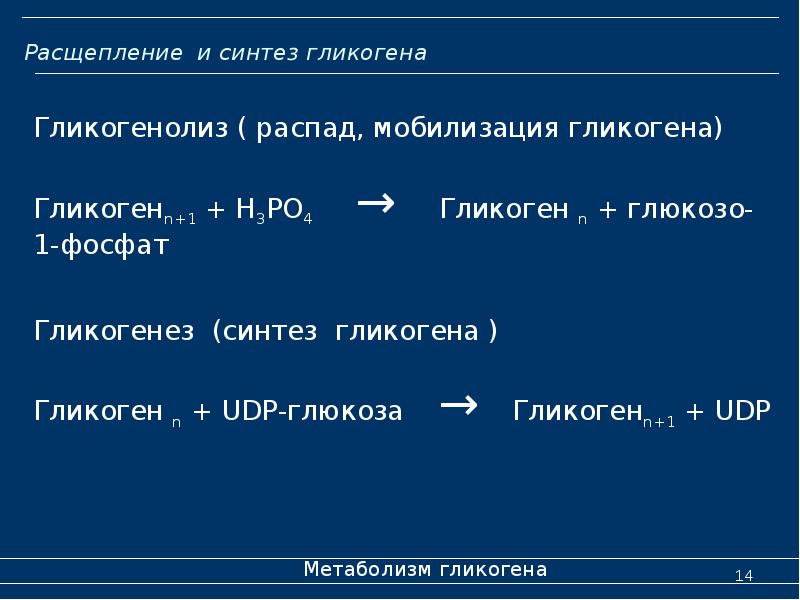 Расщепление и синтез гликогена