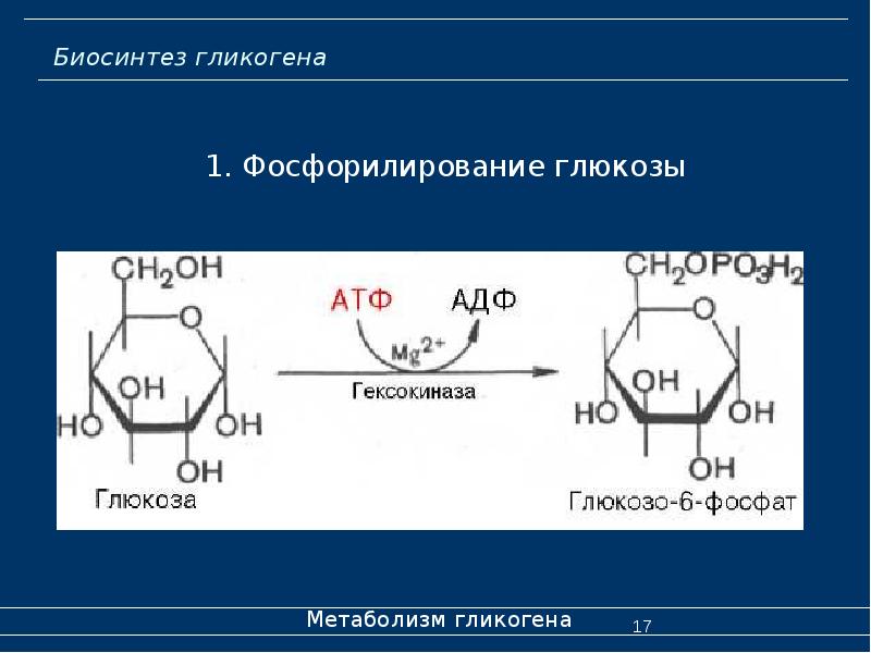 Синтез гликогена биохимия презентация