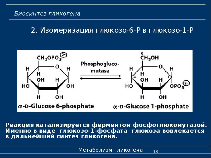 Синтез гликогена биохимия презентация