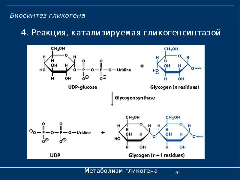 Биосинтез гликогена