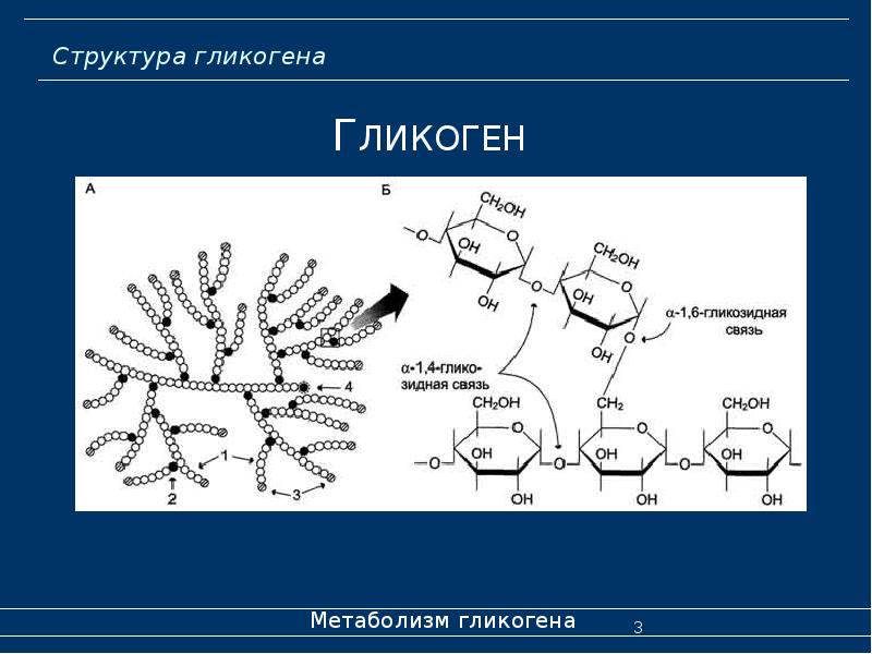 Структура гликогена
