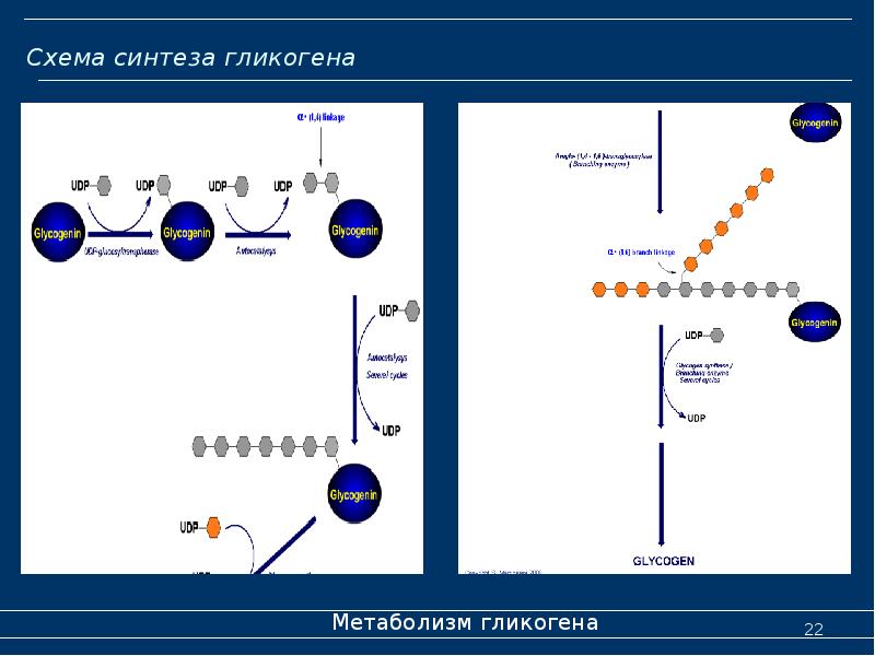 Схема синтеза гликогена