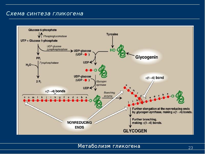 Синтез гликогена биохимия презентация