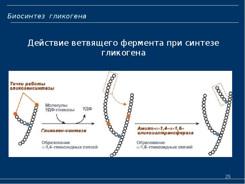 Биосинтез гликогена
