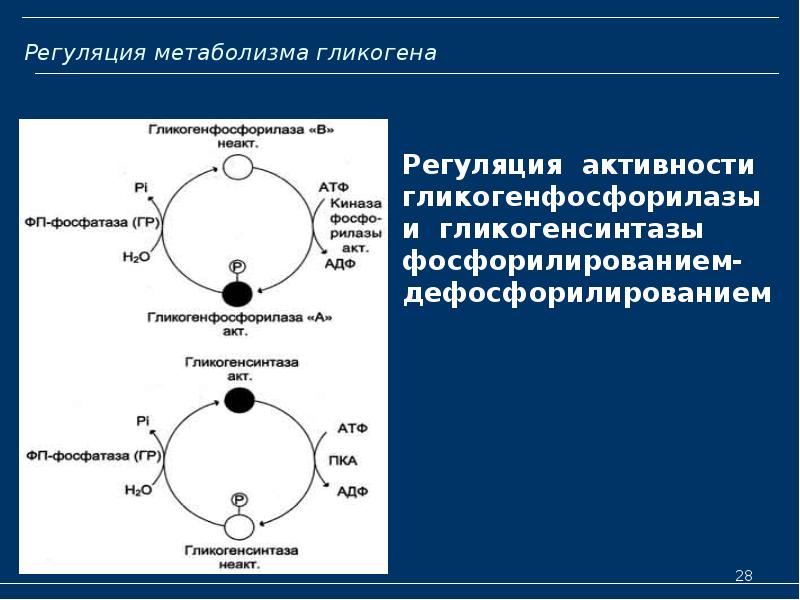Регуляция метаболизма гликогена