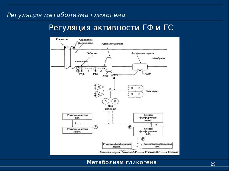 Регуляция метаболизма гликогена