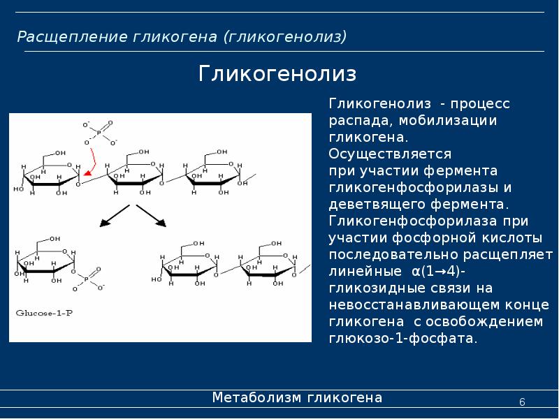 Синтез гликогена биохимия презентация