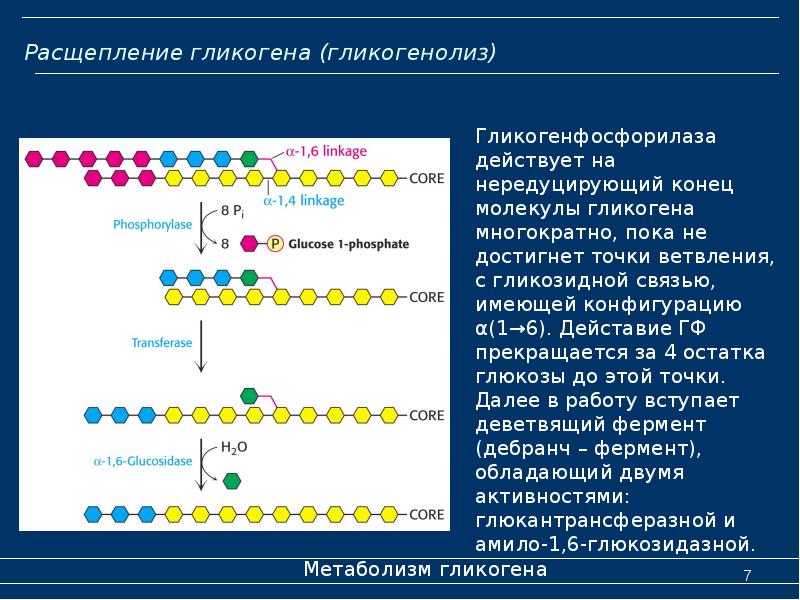 Расщепление гликогена (гликогенолиз)