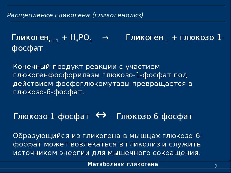 Расщепление гликогена (гликогенолиз)