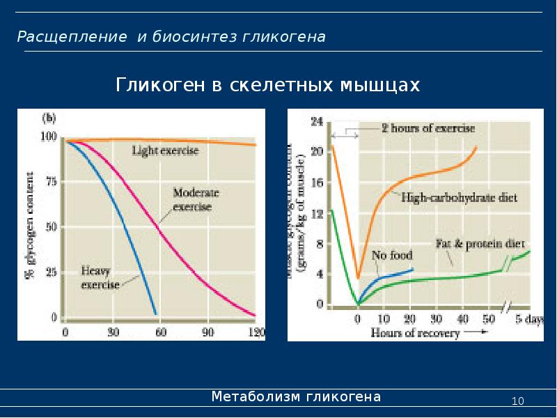 Расщепление и биосинтез гликогена