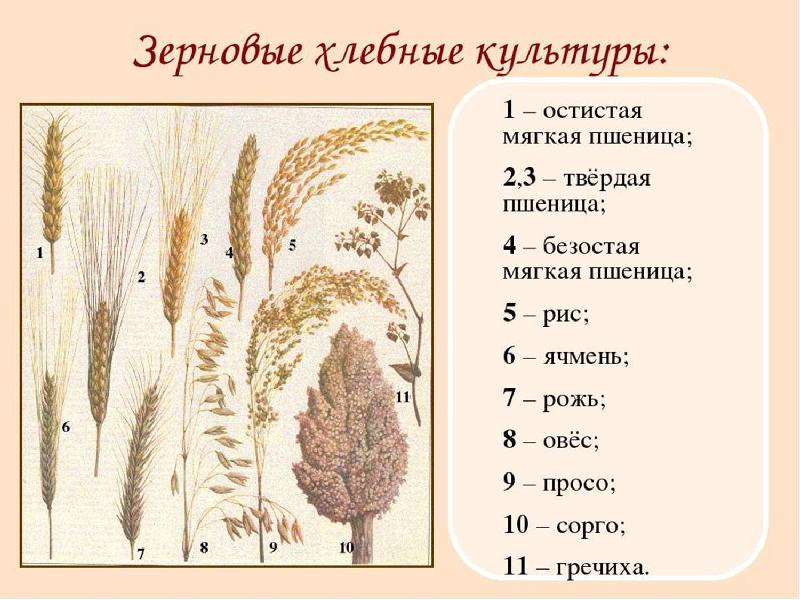 Виды теста и выпечки 7 класс технология презентация