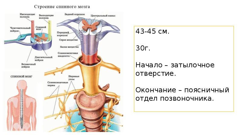 Спинной мозг и головной мозг презентация