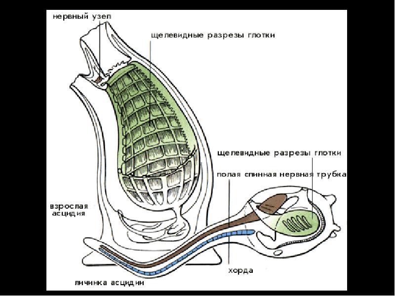 Строение асцидии схема