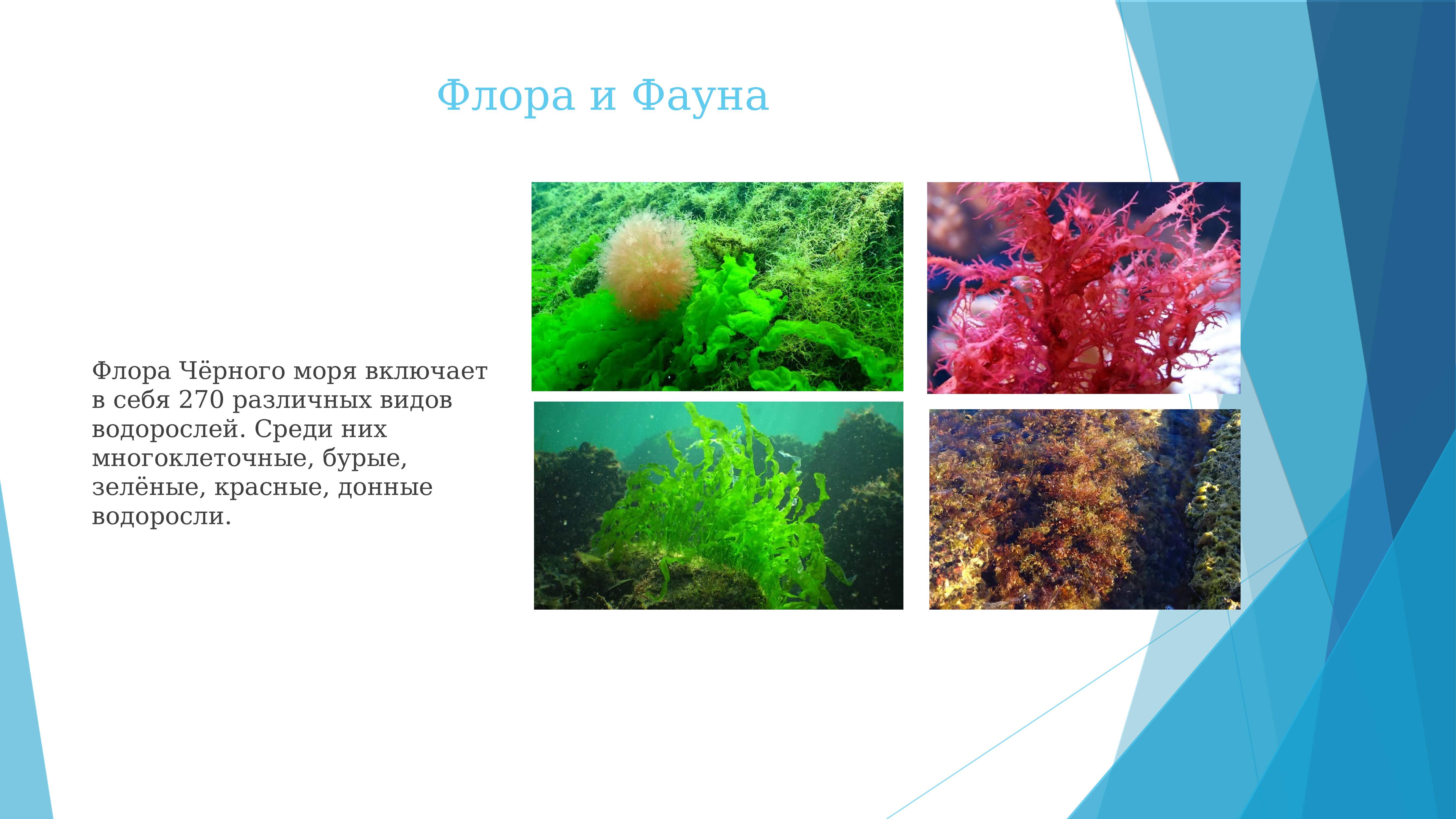 Флора и фауна черного моря кратко