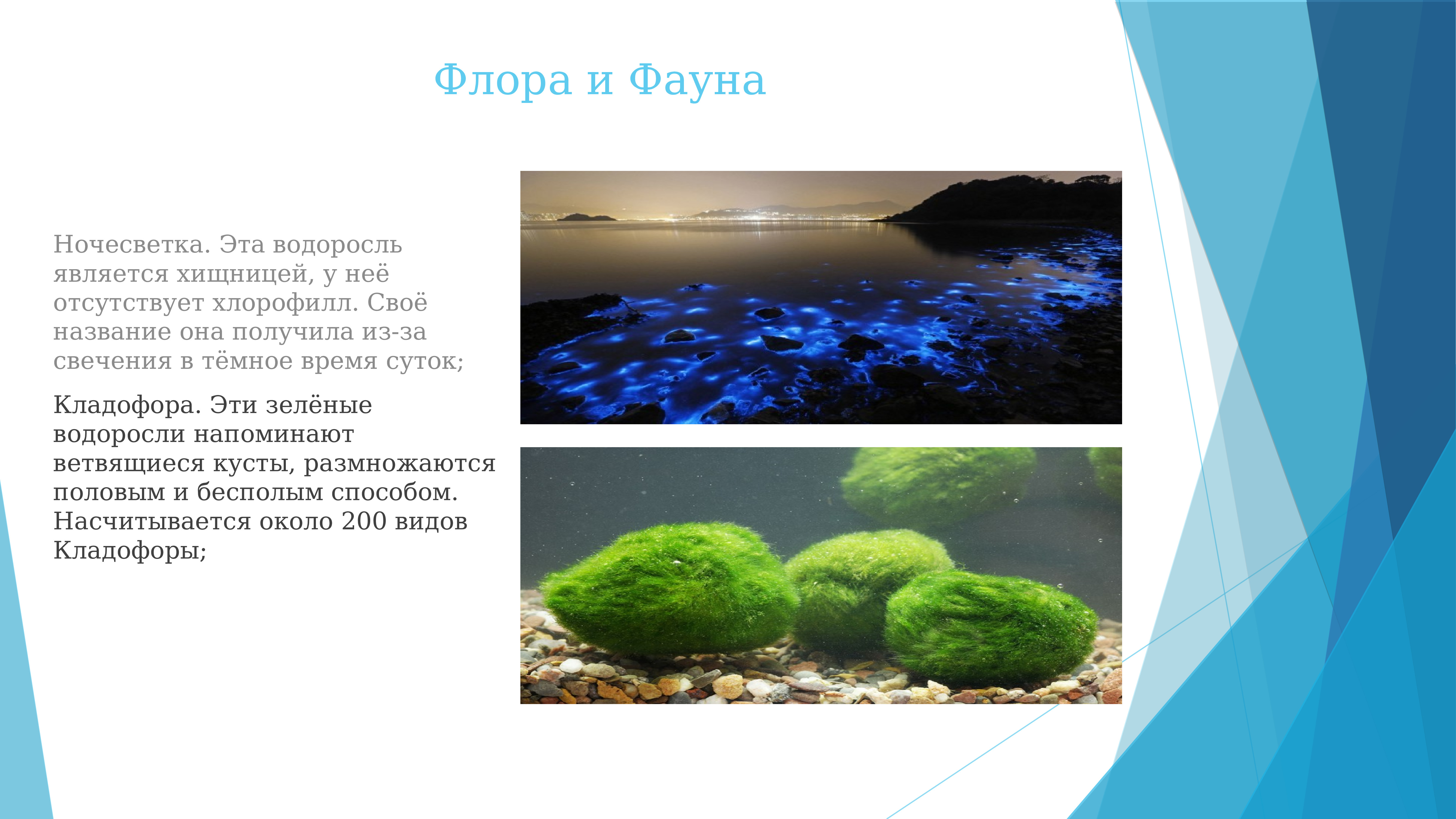 Флора и фауна черного моря презентация