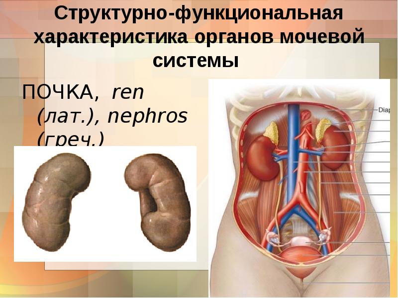 Мочевая система. Мочевыделительная система. Органы мочевой системы. Мочевая система презентация.