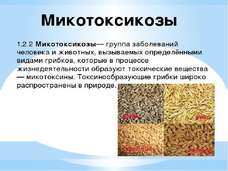 Микотоксикозы презентация микробиология