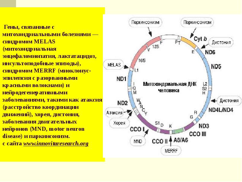 Митохондриальные заболевания презентация