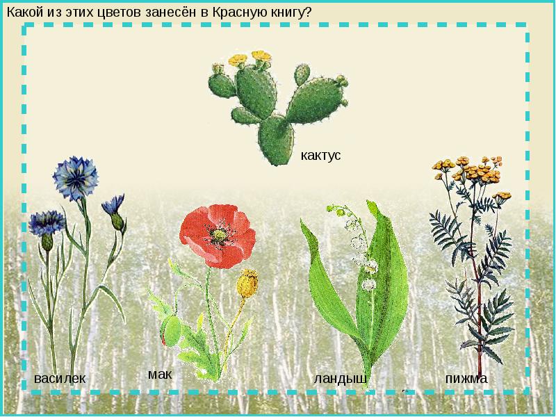 Презентация цветы садовые полевые комнатные