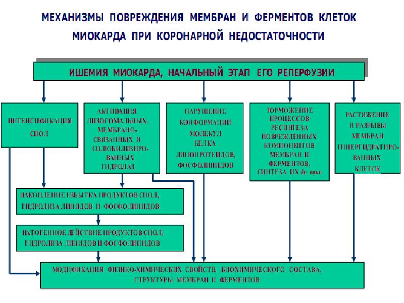 Полиорганная недостаточность патофизиология презентация