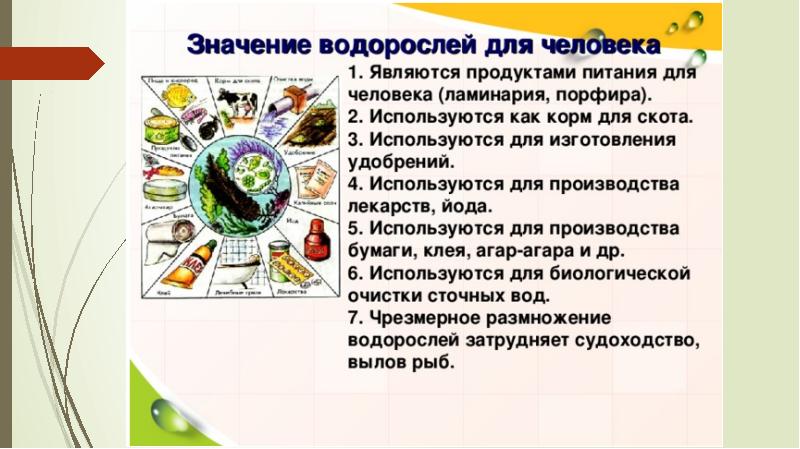 Значение водорослей. Водоросли в жизни человека. Значение водорослей в жизни человека. Роль водорослей в природе.