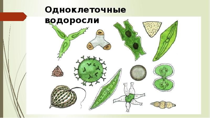 Одноклеточные водоросли картинки