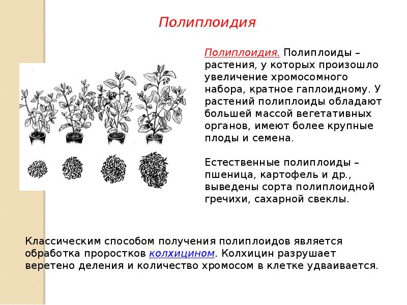 Закономерности изменчивости презентация