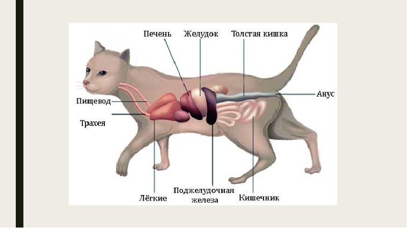 Почки у кота. Толстый кишечник кошки. Пищевод кошки строение.