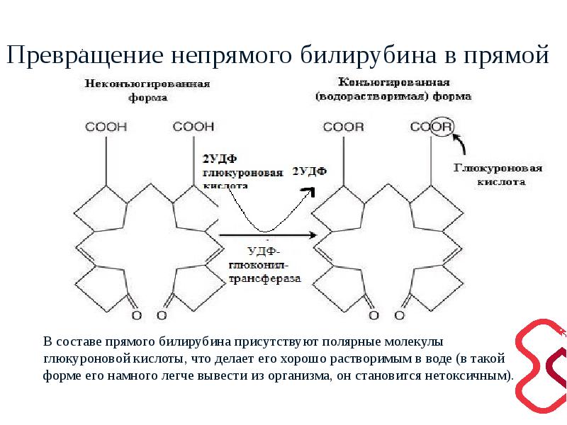 Непрямой билирубин. Превращение непрямого билирубина в прямой. Паук глюкуроновая кислота и непрямой билирубин. Непрямой билирубин в печени связывается с глюкуроновой кислотой.