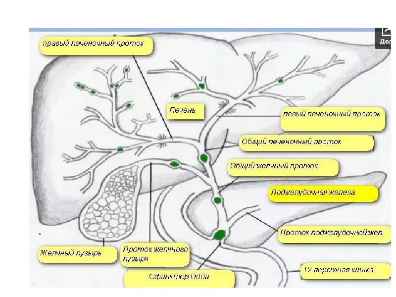 Краткая схема органов желчевыделения