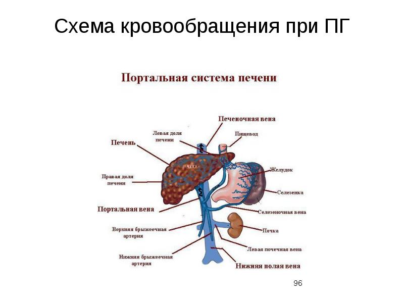 Кровоснабжение печени анатомия схема