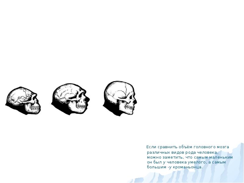 Архантропы рост вес объем мозга. Объем мозга. Средняя масса головного мозга взрослого человека составляет. Эволюция головного мозга человека. Питекантроп характеристика объем мозга.