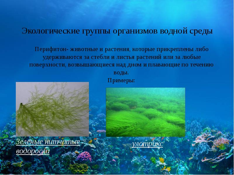Тест по теме водная среда. Планктон бентос перифитон. Перифитон водоросли. Перифитон приспособления к водной среде. Организмы перифитона.