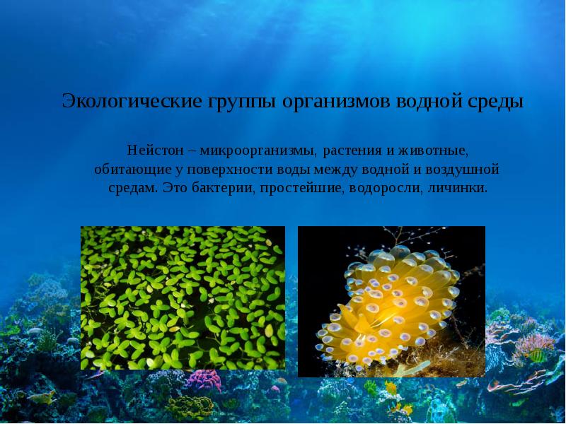 Адаптации к водной среде. Адаптация организмов к водной среде. Группы организмов водной среды. Плейстон Нейстон Нектон бентос планктон.
