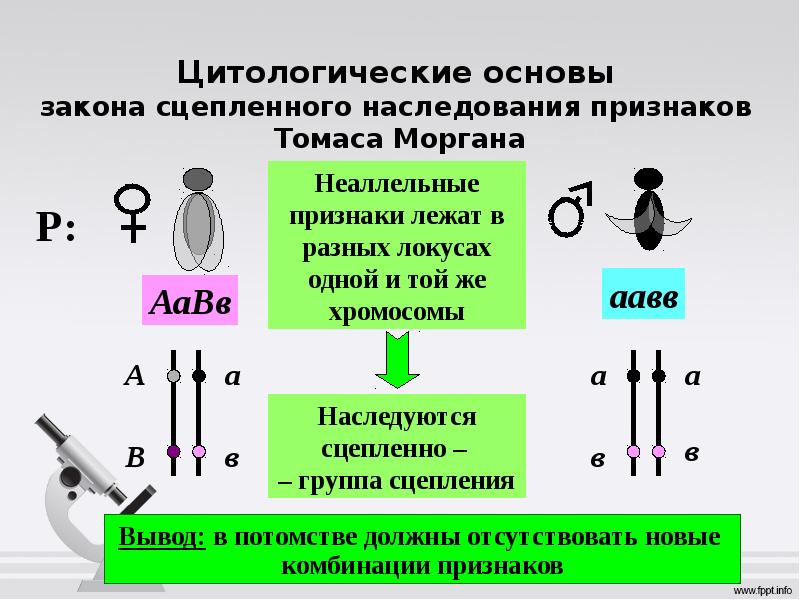 Сцепленное наследование схема