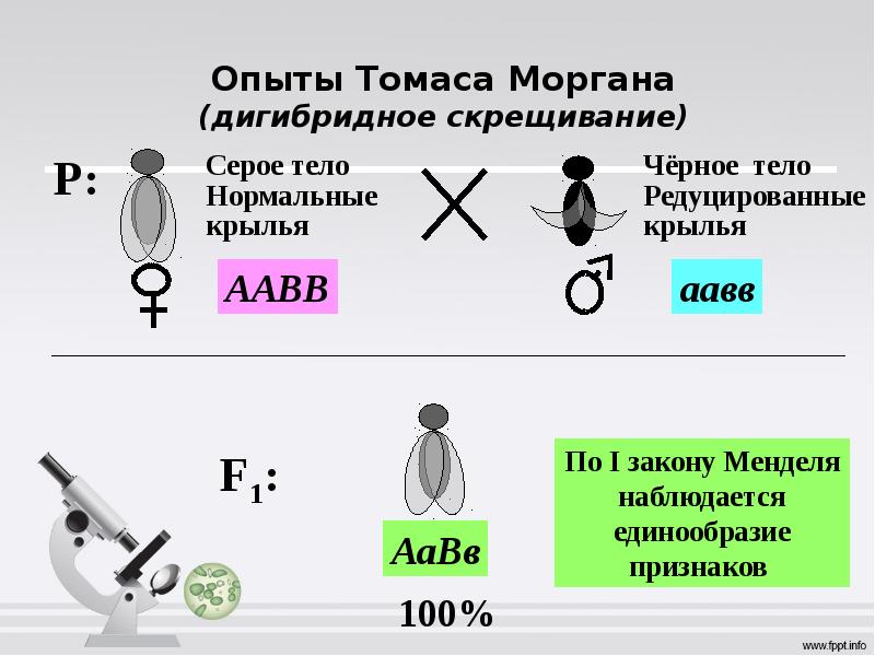 Решение задач на сцепленное наследование презентация