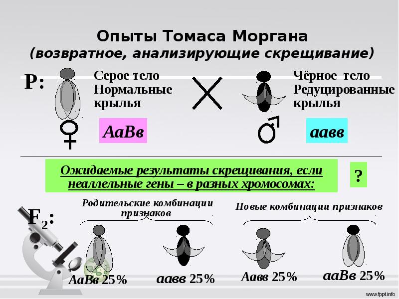 Сцепленное наследование схема