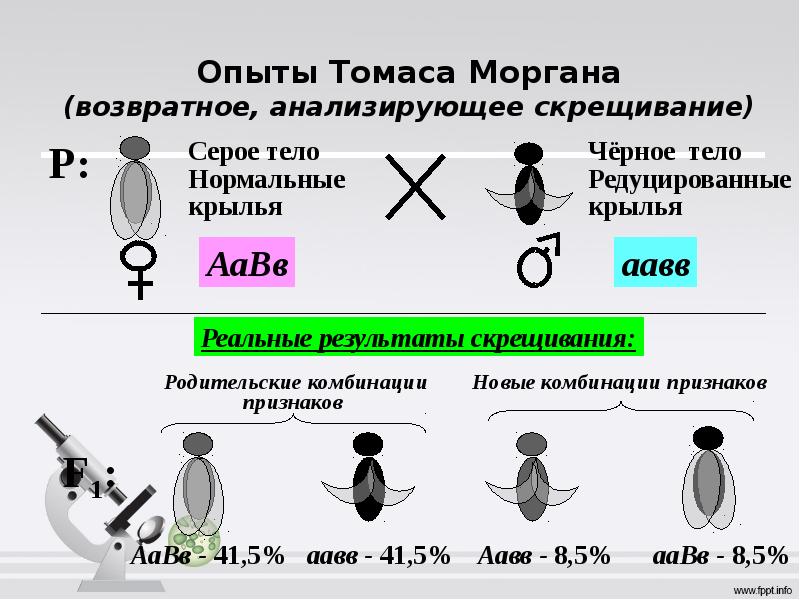 Сцепленное наследование презентация