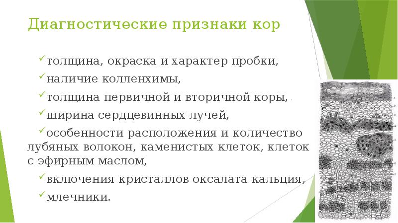 Диагностические признаки коры калины