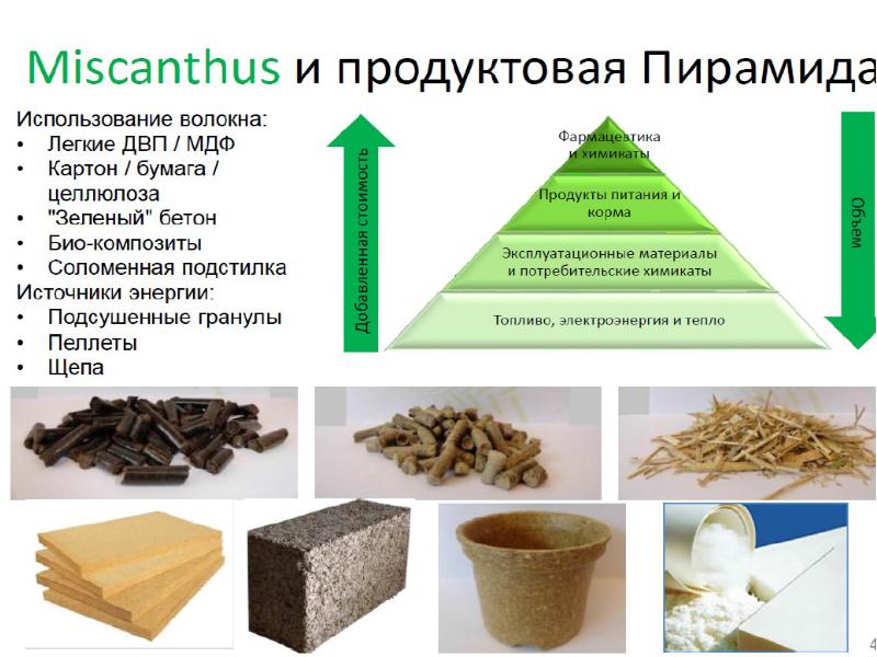 Переработка мискантуса. Мискантусы переработка. Процесс переработки мискантуса на целлюлозу. Перспективы использования бумаги. Получение целлюлозы из мискантуса.