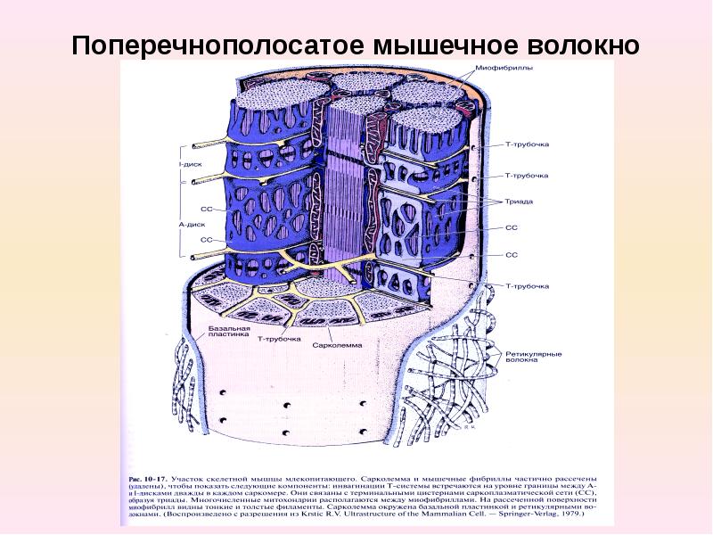 Схема строения поперечно полосатого мышечного волокна