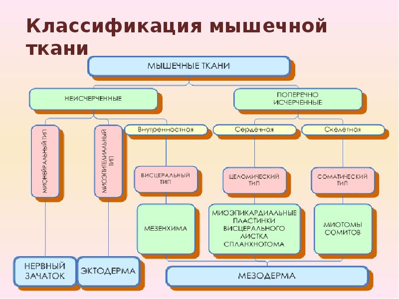 Общая характеристика и классификация мышечной ткани