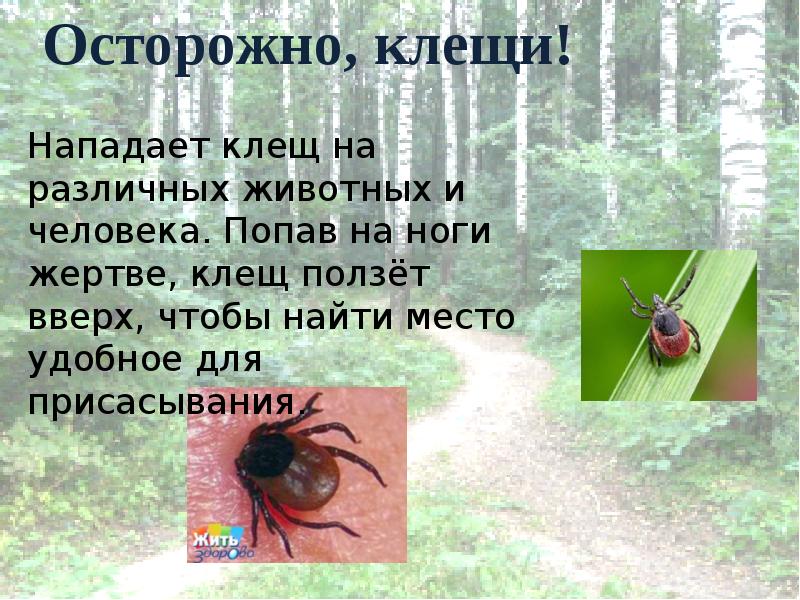 Презентация клещи 3 класс