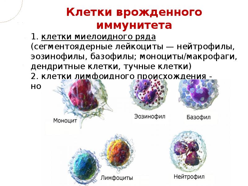 Клеточные факторы врожденного иммунитета