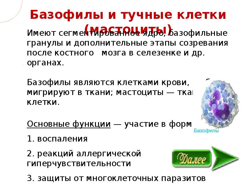 Т фактор. Тучные клетки и базофилы. Базофилы и тучные клетки функции. Базофилы функция клеток. Базофилы строение и функции.