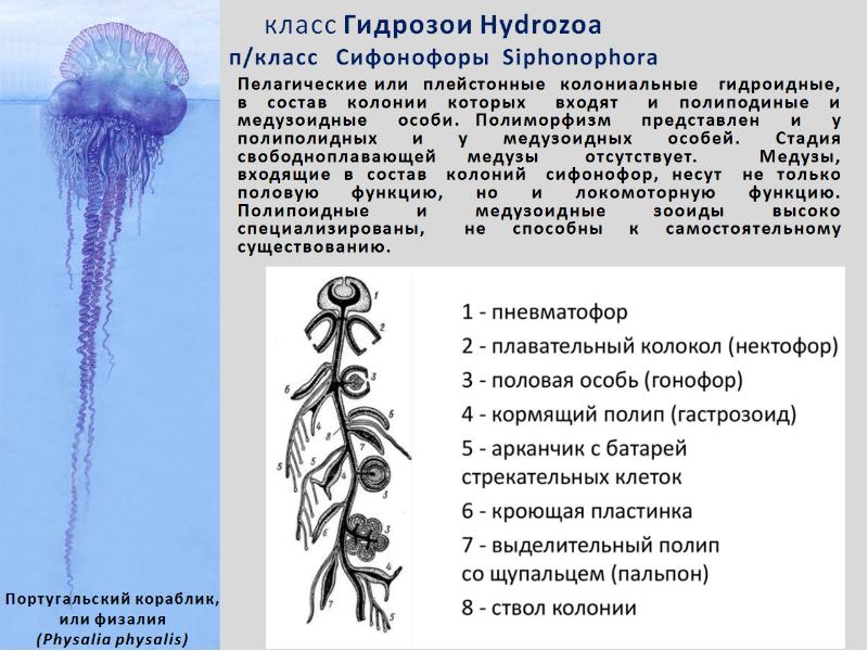 Колония кишечнополостных. Португальский кораблик Кишечнополостные строение. Португальский военный кораблик кишечнополостных. Сообщение о сифонофорах 3 класс. Португальский кораблик медуза строение.