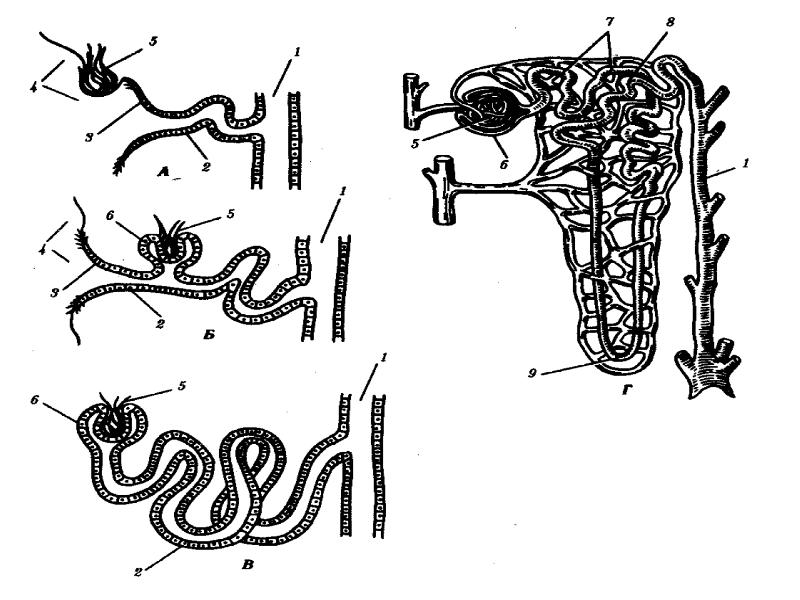Рисунок нефрона легкий